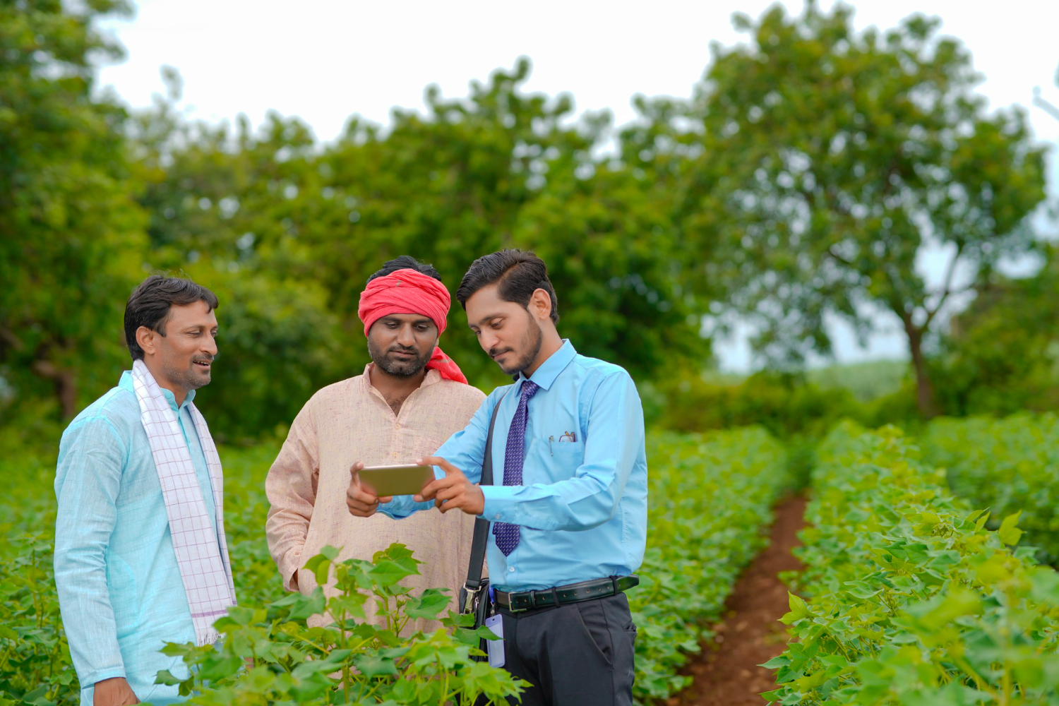 Young indian agronomist or banker showing some information to farmer in smartphone at agriculture field