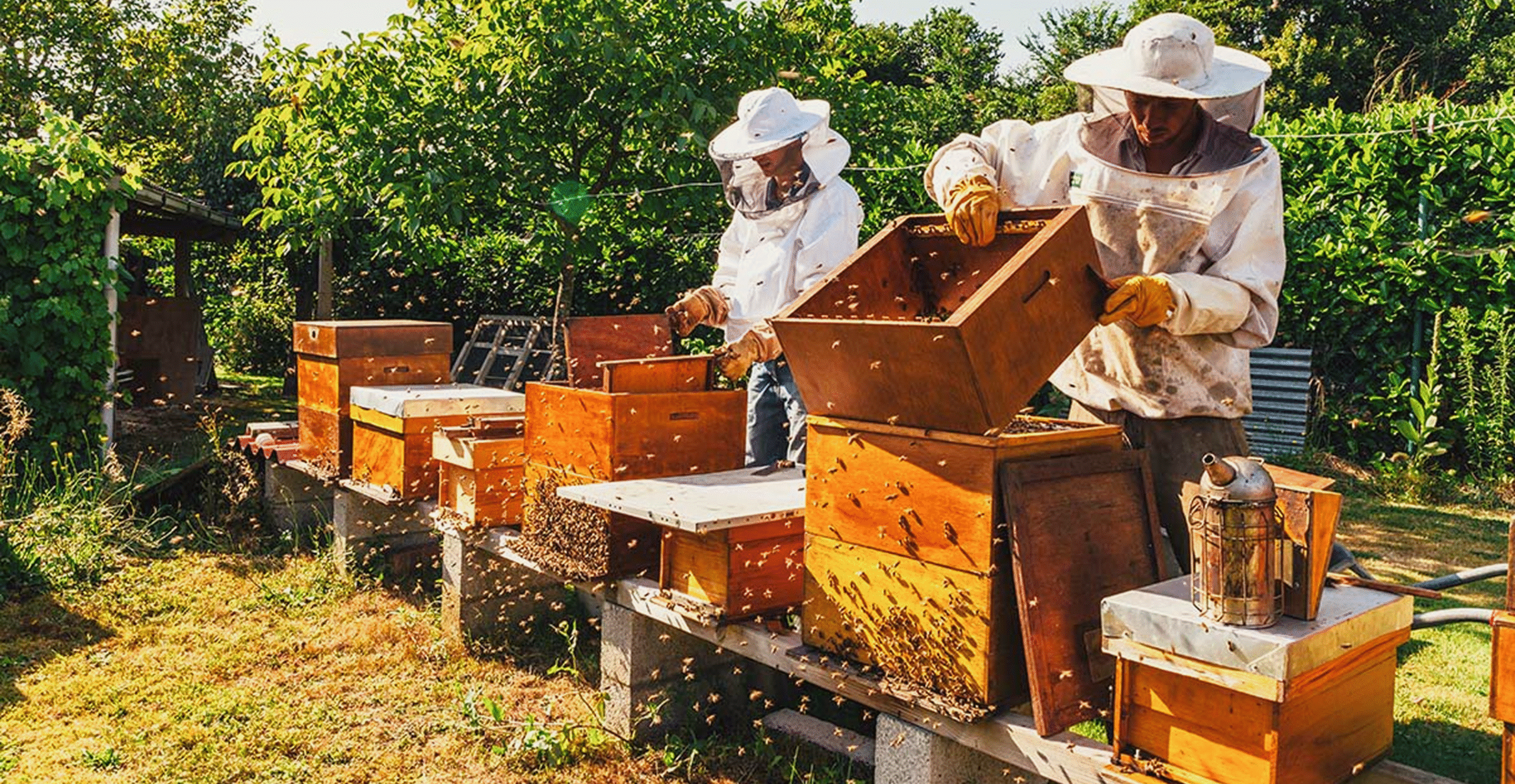 How to Start an Apiculture Business? How to Start an Apiculture Business?