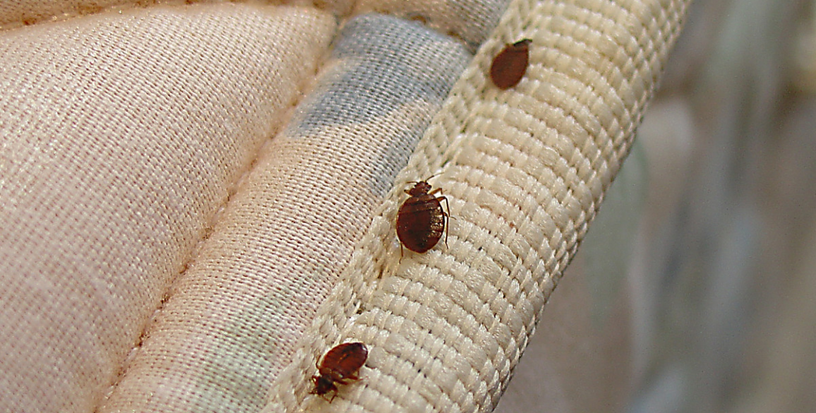 Learn All About Bed Bug Removal Business