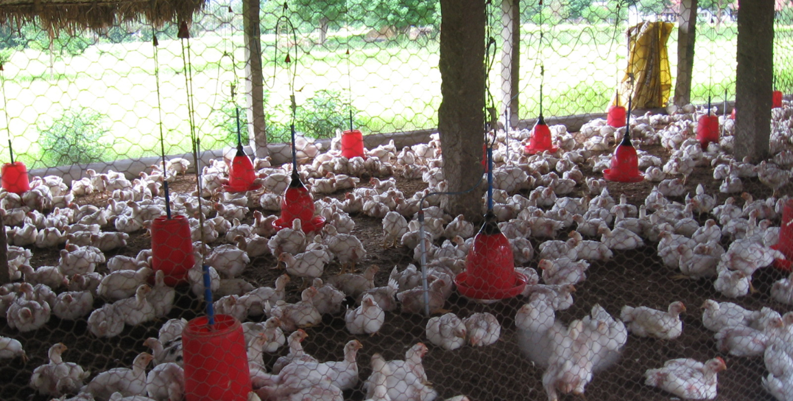 What is Poultry Farming