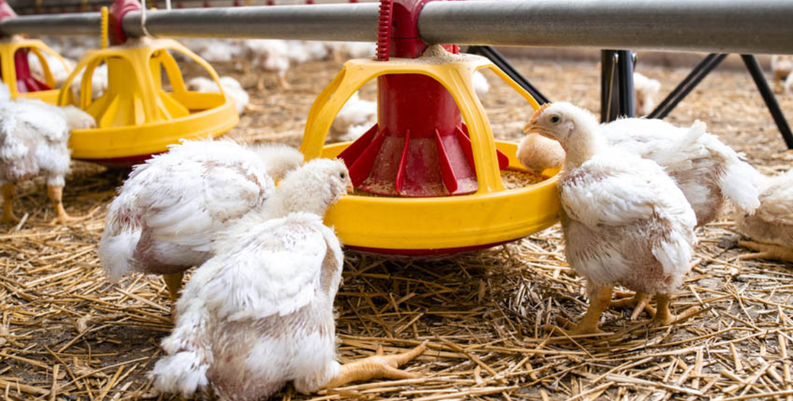 What are the Benefits of Poultry Farming