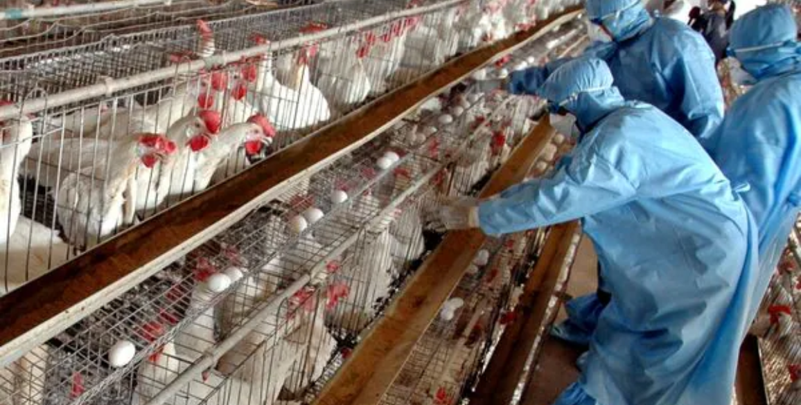 Challenges in a Poultry Farm Business