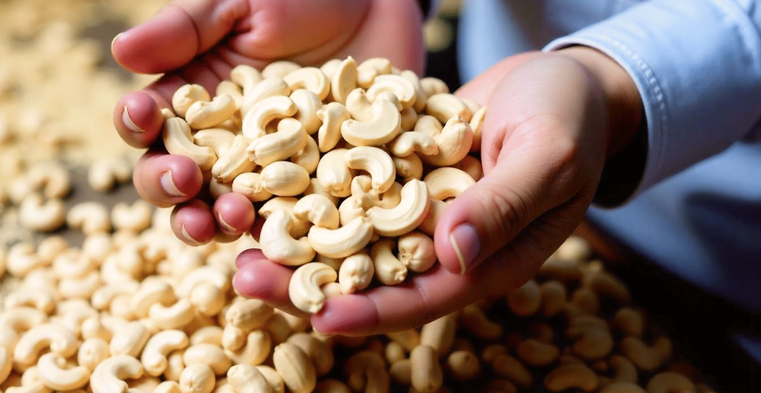 How to Start a Cashew Business in India?
