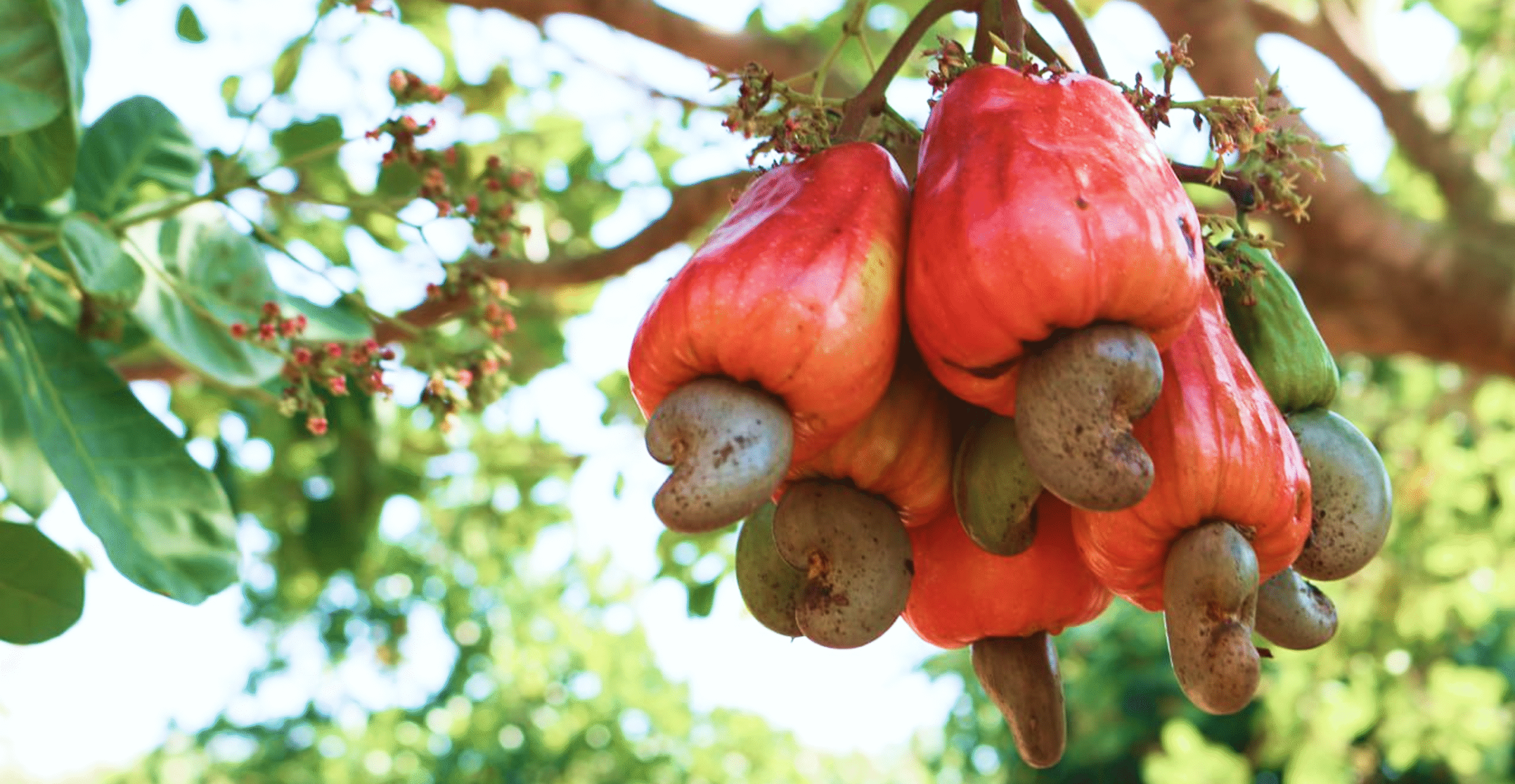 How to Start a Cashew Processing Business in India?